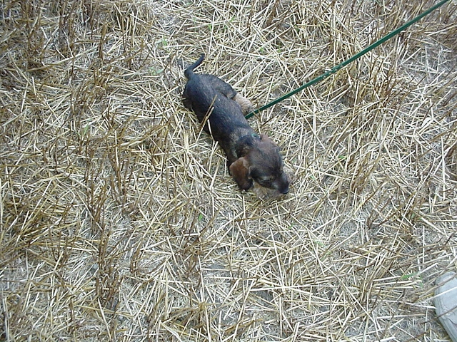 Atti Atti