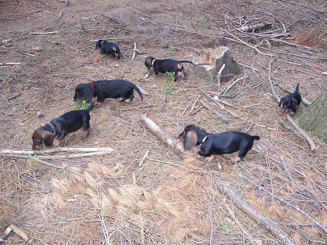 Waldspaziergang