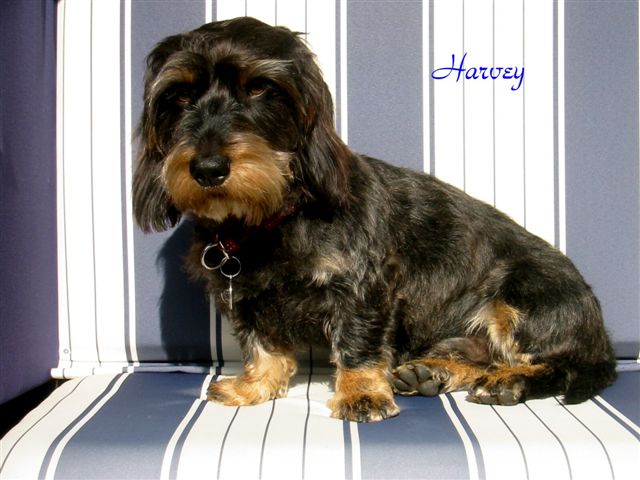 Harvey