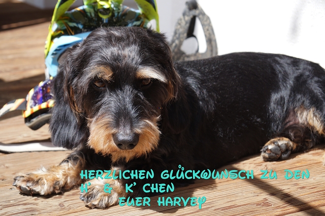 Harvey Harvey