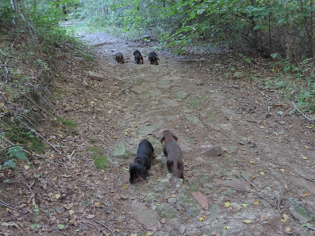 Waldspaziergang