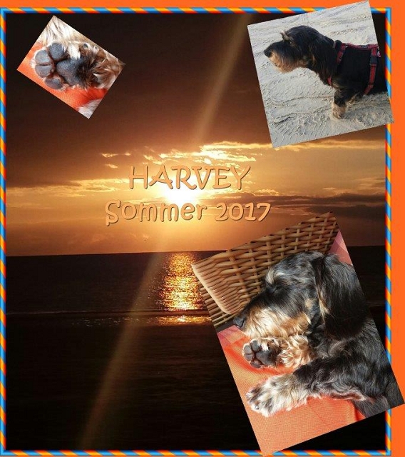 Harvey Harvey