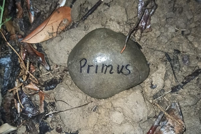 Primus