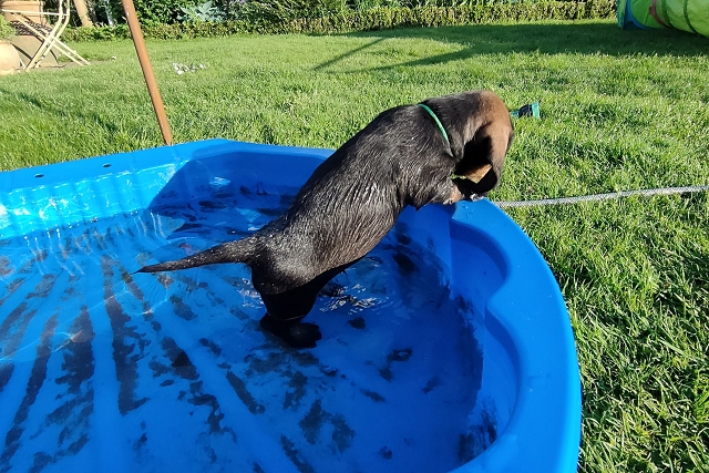 Rudi