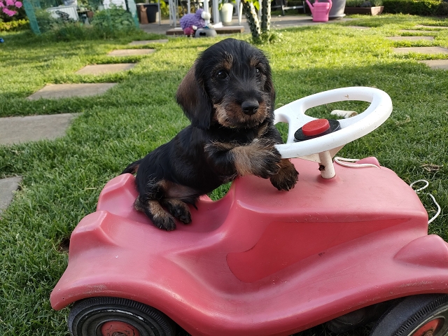 Frodo