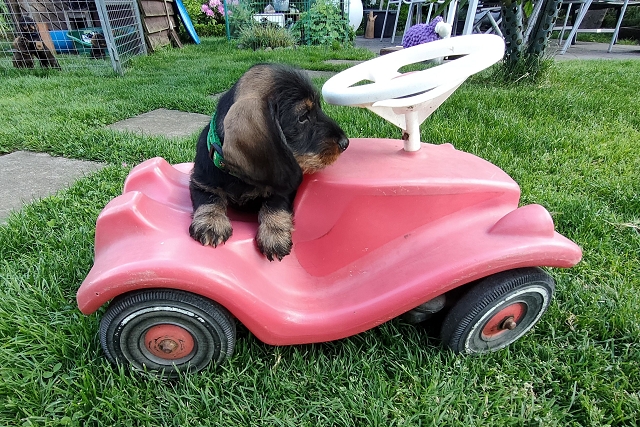 Rudi