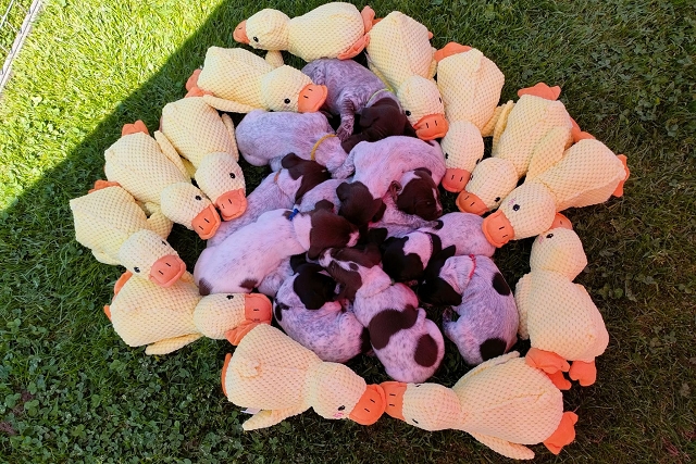 Enten Enten
