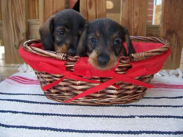Greta und  Gerda