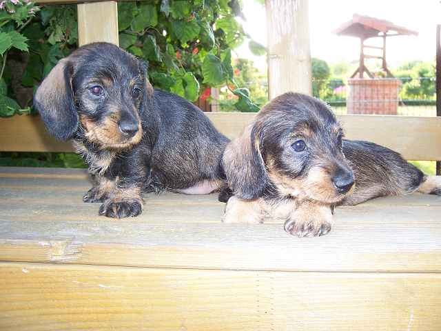 Greta und  Gerda