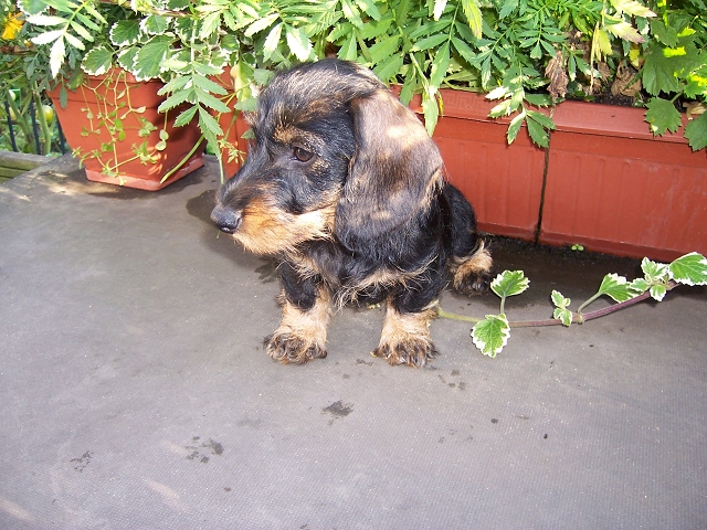 Greta